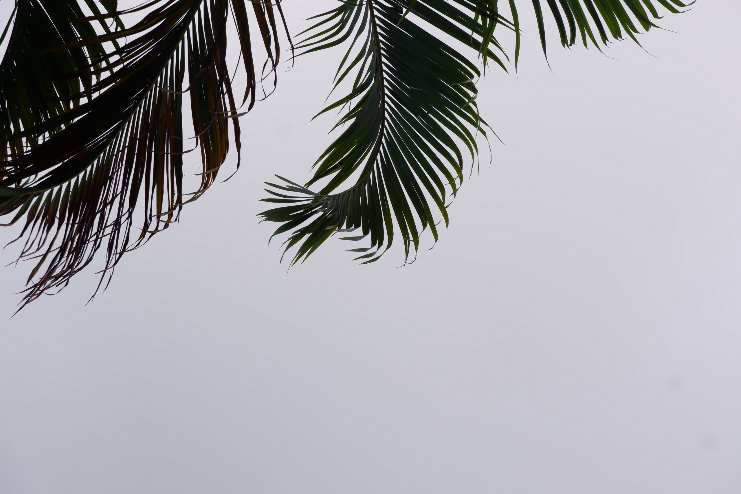 The trip to Nghe An was under a blazing sun, scorching hot. These palm branches were the only way for the locals to shield themselves from the sun and find a bit of shade. Taking a photo of the palm branches, therefore, feels like capturing my emotions at that moment.